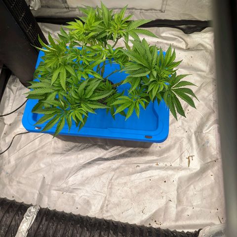 FX3 -FSTS x Solfire Cup 2023  growlog timeline photo
