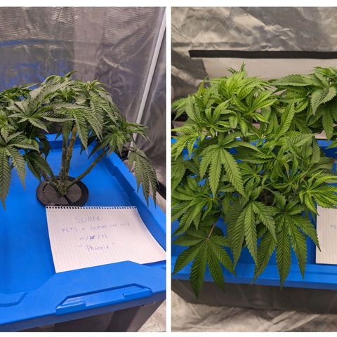 FX3 -FSTS x Solfire Cup 2023  growlog timeline photo