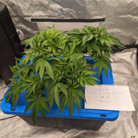 FX3 -FSTS x Solfire Cup 2023  growlog timeline photo