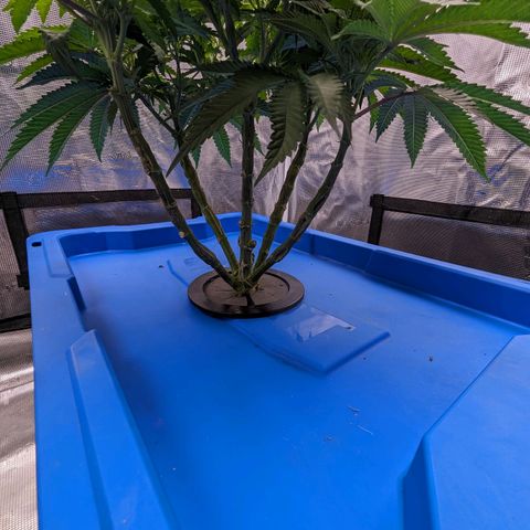 FX3 - FSTS x Solfire Cup 2023 #2 growlog timeline photo