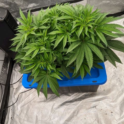 FX3 -FSTS x Solfire Cup 2023  growlog timeline photo