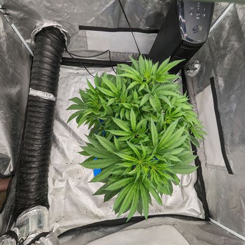 FX3 -FSTS x Solfire Cup 2023  growlog timeline photo