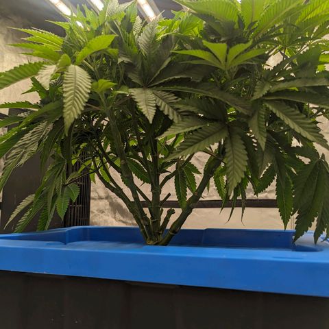 FX3 -FSTS x Solfire Cup 2023  growlog timeline photo