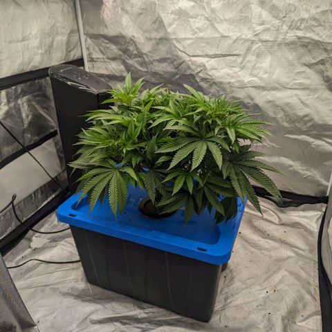 FX3 -FSTS x Solfire Cup 2023  growlog timeline photo