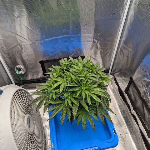 FX3 - FSTS x Solfire Cup 2023 #2 growlog timeline photo