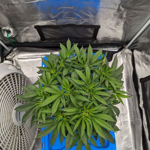 FX3 - FSTS x Solfire Cup 2023 #2 growlog timeline photo