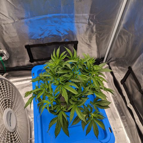 FX3 - FSTS x Solfire Cup 2023 #2 growlog timeline photo