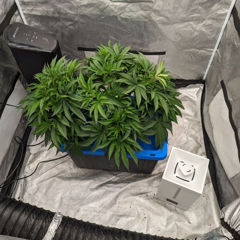 FX3 -FSTS x Solfire Cup 2023  growlog timeline photo