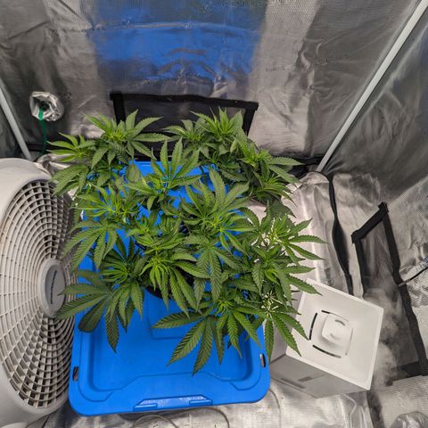 FX3 - FSTS x Solfire Cup 2023 #2 growlog timeline photo