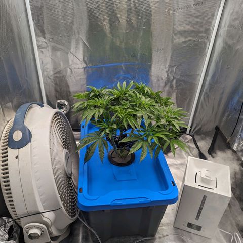 FX3 - FSTS x Solfire Cup 2023 #2 growlog timeline photo