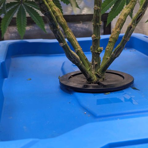FX3 - FSTS x Solfire Cup 2023 #2 growlog timeline photo