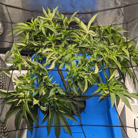 FX3 - FSTS x Solfire Cup 2023 #2 growlog timeline photo