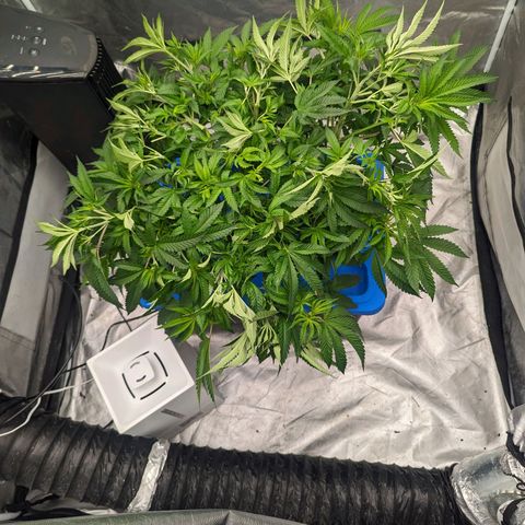 FX3 -FSTS x Solfire Cup 2023  growlog timeline photo