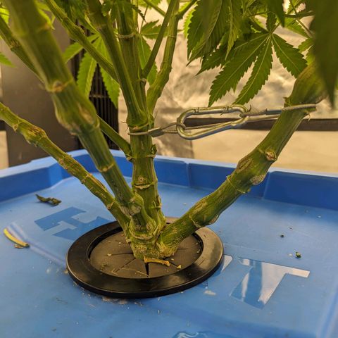 FX3 -FSTS x Solfire Cup 2023  growlog timeline photo