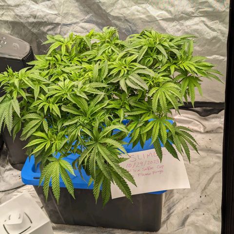 FX3 -FSTS x Solfire Cup 2023  growlog timeline photo