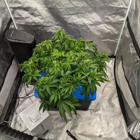 FX3 -FSTS x Solfire Cup 2023  growlog timeline photo