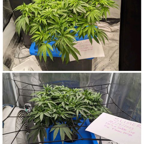 FX3 -FSTS x Solfire Cup 2023  growlog timeline photo
