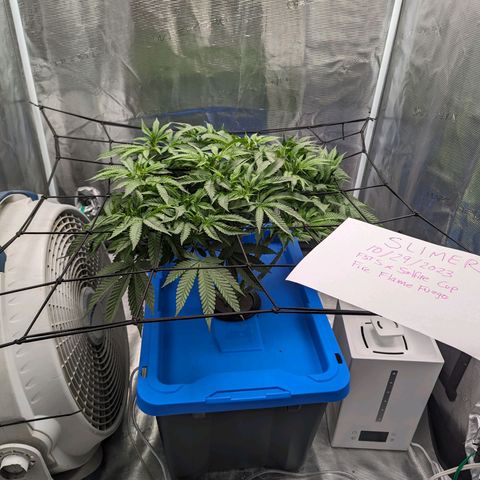 FX3 - FSTS x Solfire Cup 2023 #2 growlog timeline photo