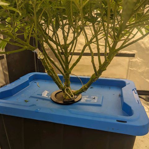 FX3 -FSTS x Solfire Cup 2023  growlog timeline photo