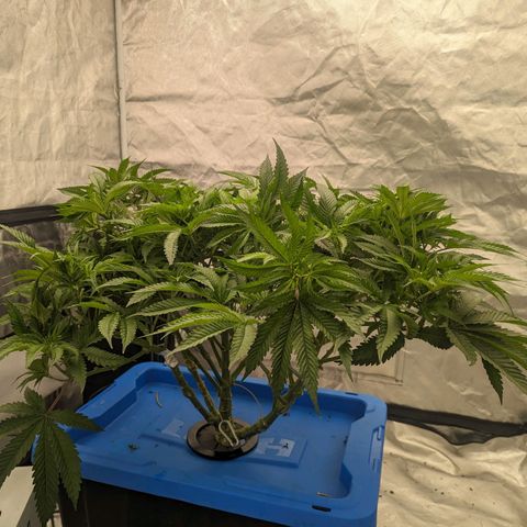 FX3 -FSTS x Solfire Cup 2023  growlog timeline photo