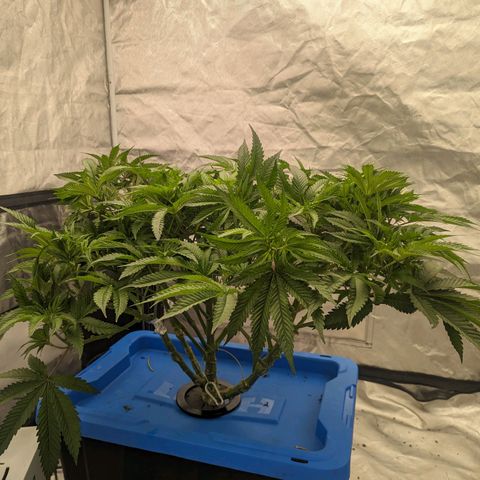 FX3 -FSTS x Solfire Cup 2023  growlog timeline photo