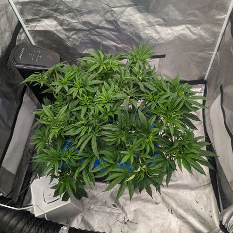 FX3 -FSTS x Solfire Cup 2023  growlog timeline photo