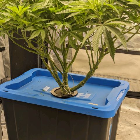 FX3 -FSTS x Solfire Cup 2023  growlog timeline photo