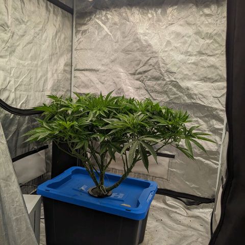 FX3 -FSTS x Solfire Cup 2023  growlog timeline photo