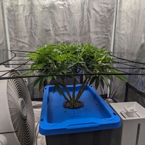 FX3 - FSTS x Solfire Cup 2023 #2 growlog timeline photo