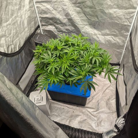 FX3 -FSTS x Solfire Cup 2023  growlog timeline photo