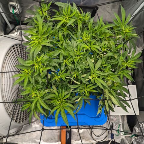 FX3 - FSTS x Solfire Cup 2023 #2 growlog timeline photo