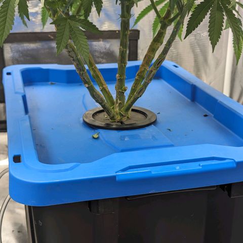 FX3 - FSTS x Solfire Cup 2023 #2 growlog timeline photo