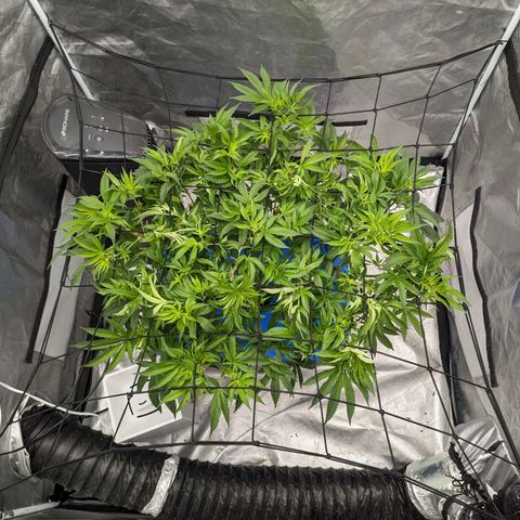 FX3 -FSTS x Solfire Cup 2023  growlog timeline photo