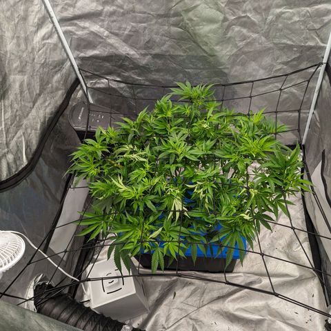 FX3 -FSTS x Solfire Cup 2023  growlog timeline photo