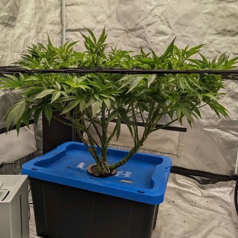 FX3 -FSTS x Solfire Cup 2023  growlog timeline photo