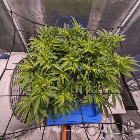 FX3 - FSTS x Solfire Cup 2023 #2 growlog timeline photo