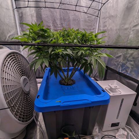 FX3 - FSTS x Solfire Cup 2023 #2 growlog timeline photo