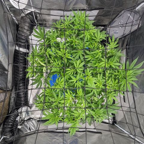 FX3 -FSTS x Solfire Cup 2023  growlog timeline photo