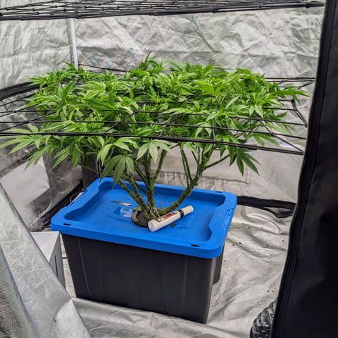 FX3 -FSTS x Solfire Cup 2023  growlog timeline photo