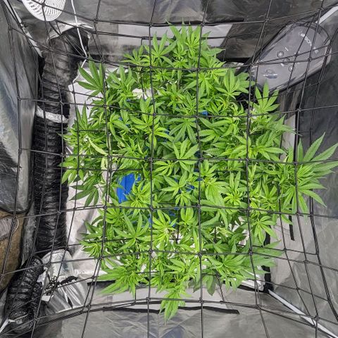 FX3 -FSTS x Solfire Cup 2023  growlog timeline photo