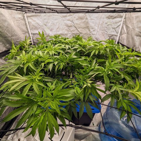FX3 -FSTS x Solfire Cup 2023  growlog timeline photo