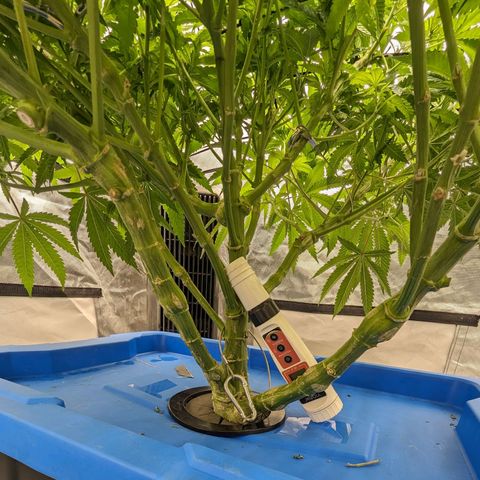 FX3 -FSTS x Solfire Cup 2023  growlog timeline photo