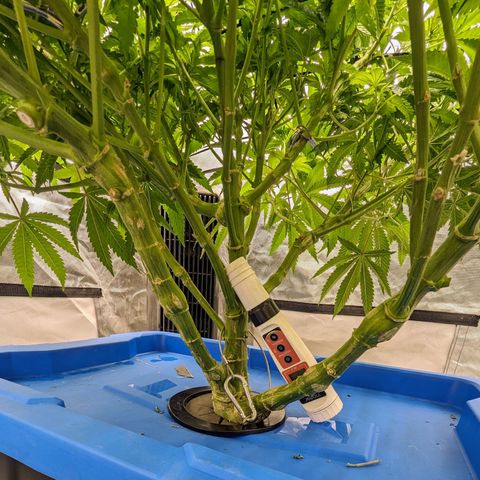 FX3 -FSTS x Solfire Cup 2023  growlog timeline photo