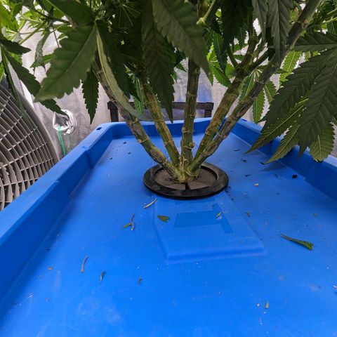 FX3 - FSTS x Solfire Cup 2023 #2 growlog timeline photo