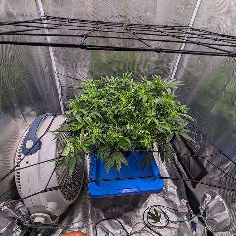 FX3 - FSTS x Solfire Cup 2023 #2 growlog timeline photo