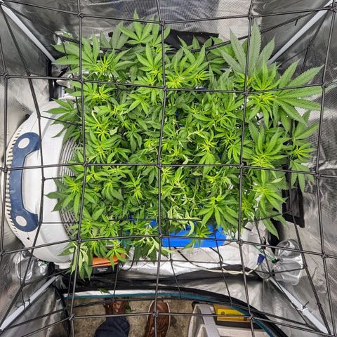 FX3 - FSTS x Solfire Cup 2023 #2 growlog timeline photo