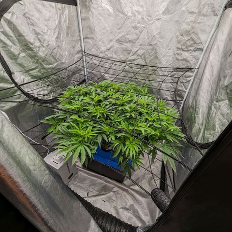 FX3 -FSTS x Solfire Cup 2023  growlog timeline photo