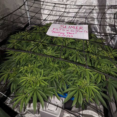 FX3 -FSTS x Solfire Cup 2023  growlog timeline photo