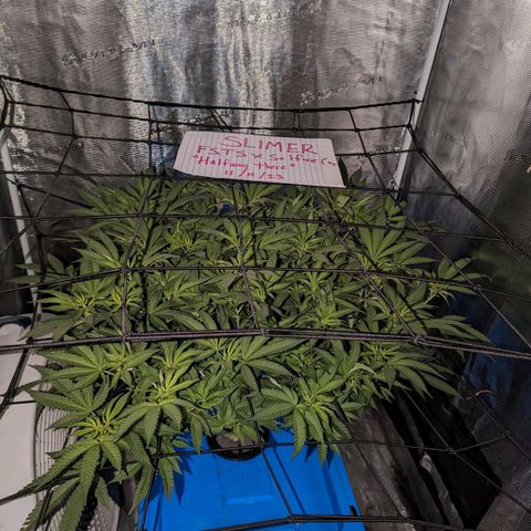 FX3 - FSTS x Solfire Cup 2023 #2 growlog timeline photo