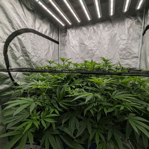 FX3 -FSTS x Solfire Cup 2023  growlog timeline photo